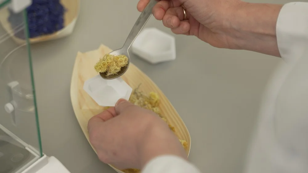 LSMU Researchers Working on Health-Boosting Teas from Plant Extracts to Mitigate Health Risks