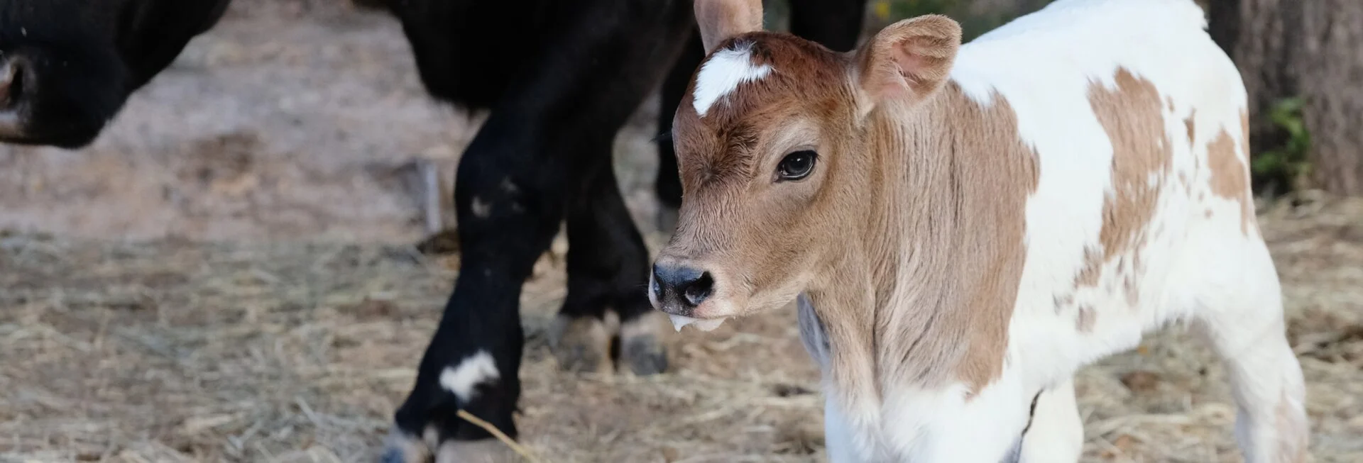 Veterinarinė akušerija ir ginekologija