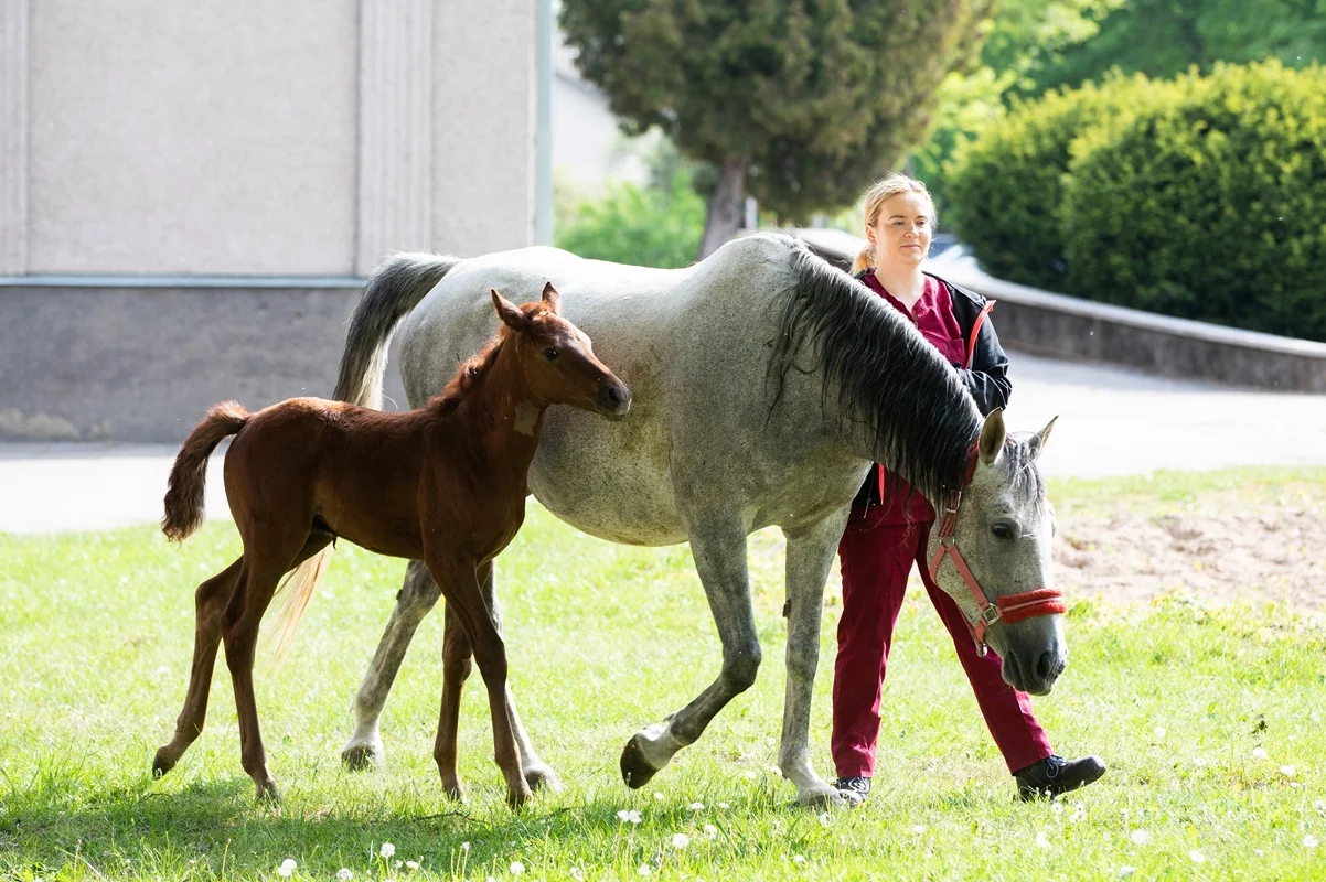 Veterinarinė medicina - Veterinarijos studijos