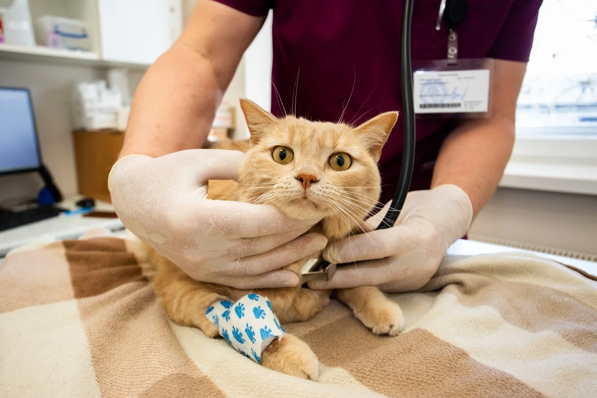 Veterinarinės medicinos studijos - Veterinarijos gydytojo profesija LSMU