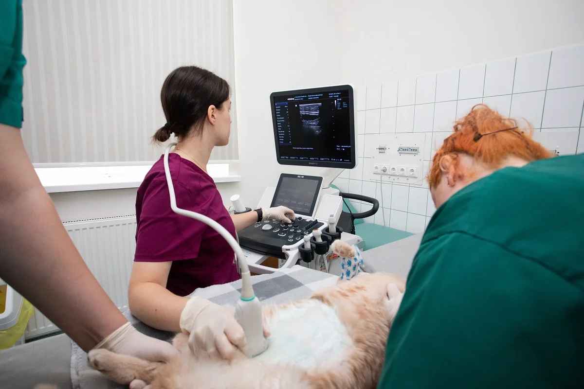 Veterinarinės medicinos studijos - Veterinarijos studijos - LSMU