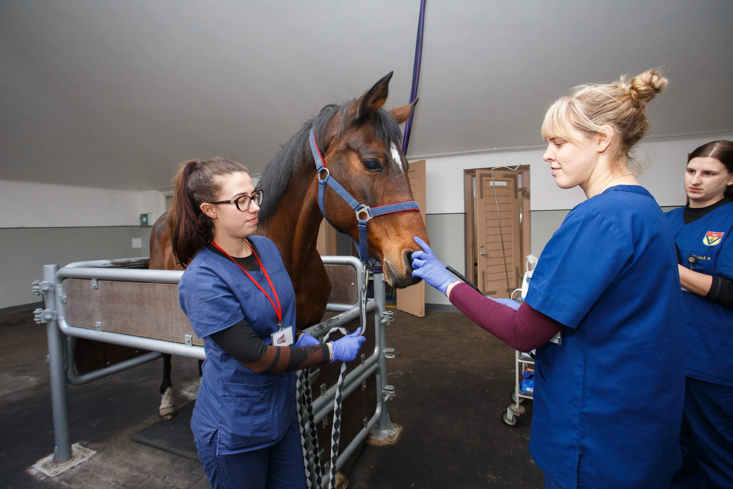 Veterinarinės medicinos studijos - Veterinarijos studijos - LSMU