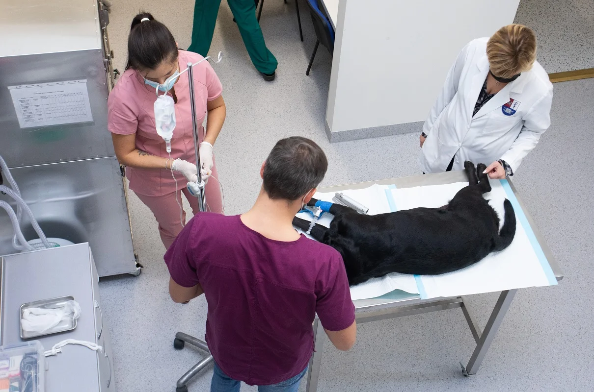 Veterinarinės medicinos studijos - Veterinarijos studijos - LSMU