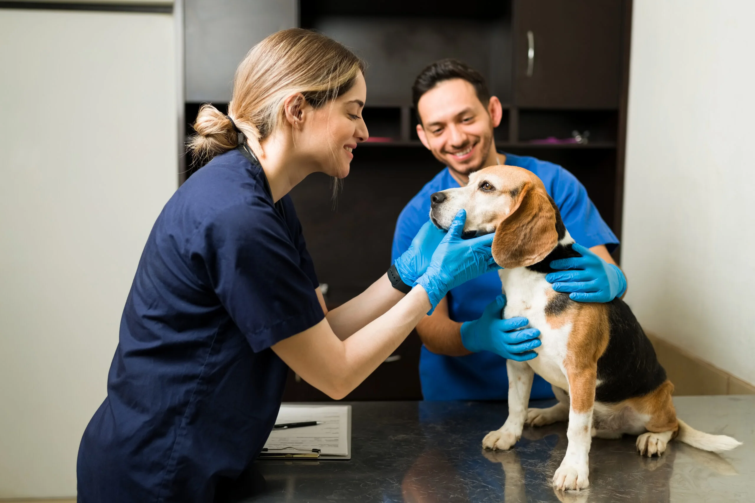 Kursai „Gyvūnų augintinių gerovės užtikrinimas veterinarinės priežiūros metu“
