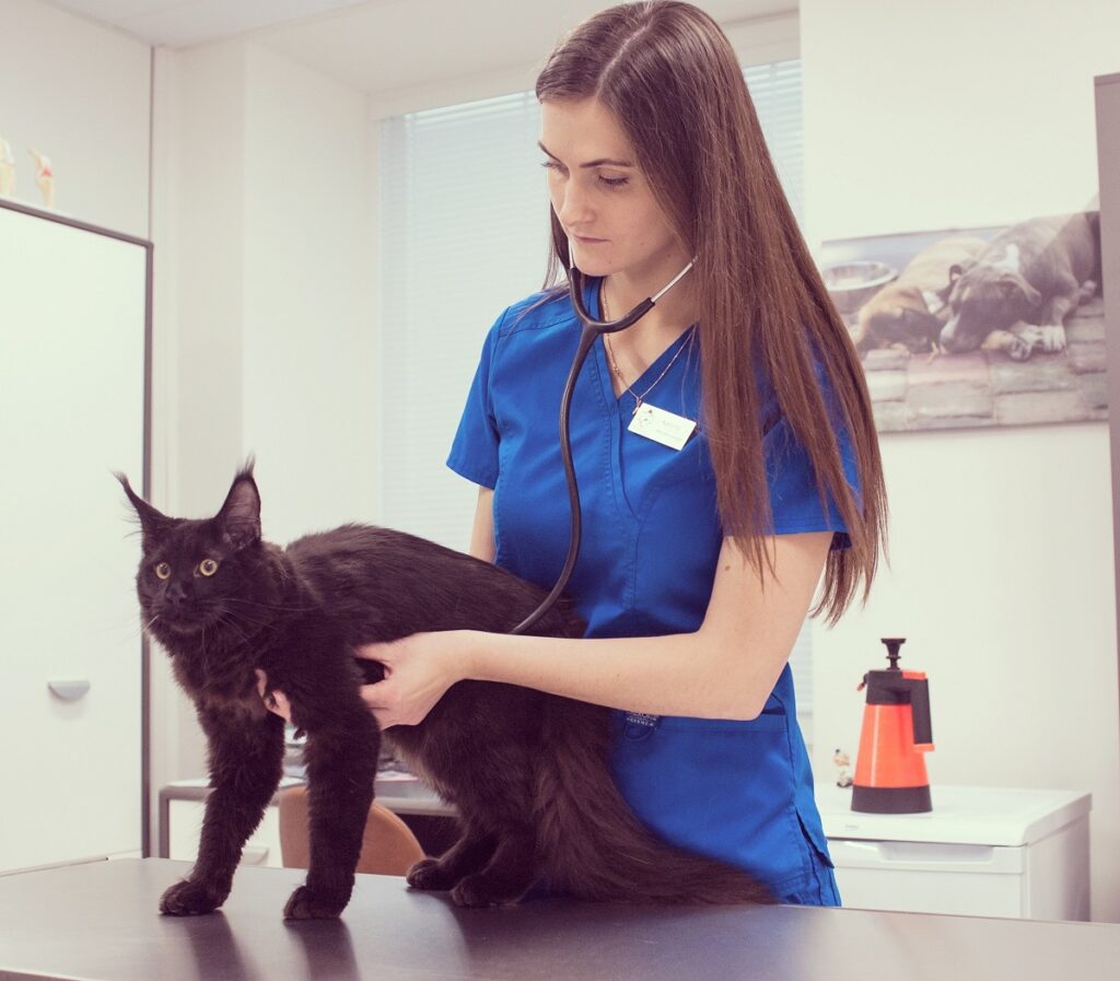 Veterinary doctor Karolina – about a profession that gives meaning to life - Veterinary Medicine studies 3