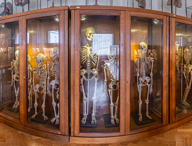 LSMU anatomijos muziejus