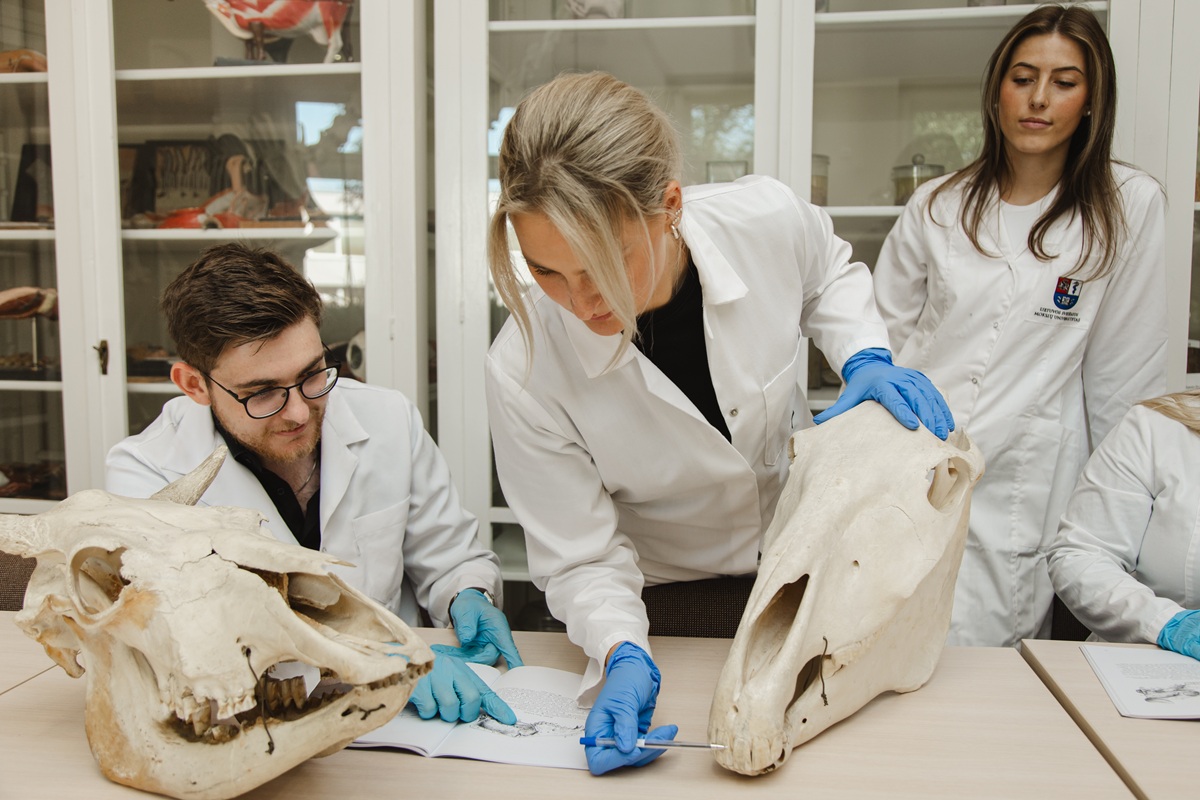 LSMU veterinarinės medicinos studijos - Veterinarijos studijos