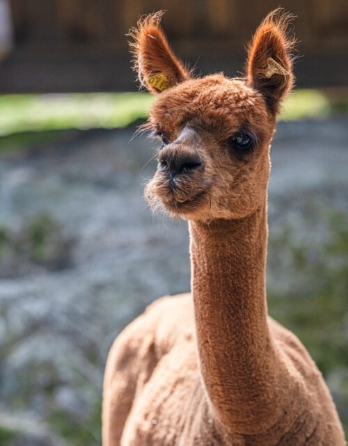 Procedūros smulkiesiams atrajotojams ir kamelidams