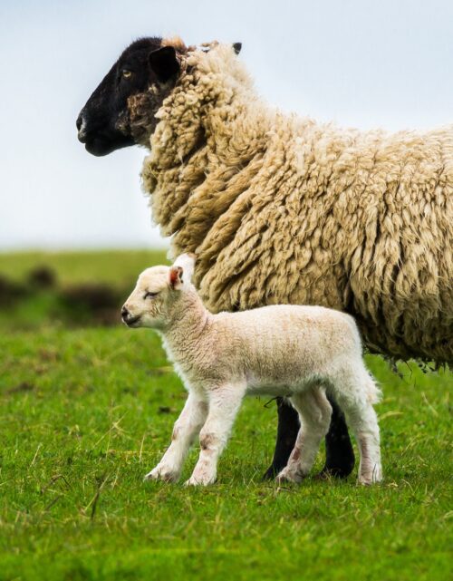 Reprodukcijos laboratorijos tyrimai ir paslaugos LSMU klinika