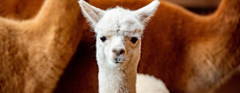 Stambiųjų gyvūnų klinika