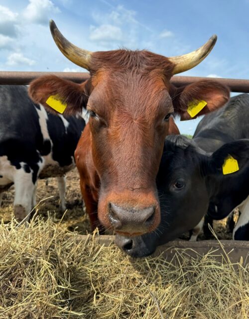 Stambiųjų gyvūnų klinika - procedūros galvijams ir gydymas