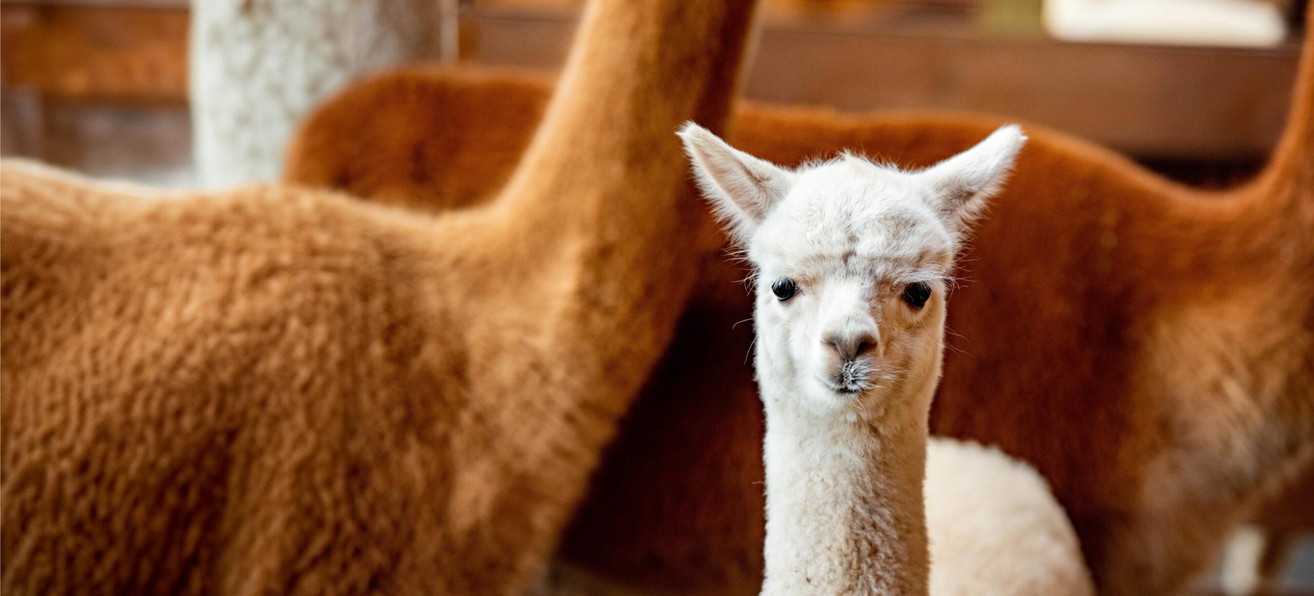 Stambūųjų gyvūnų klinika LSMU