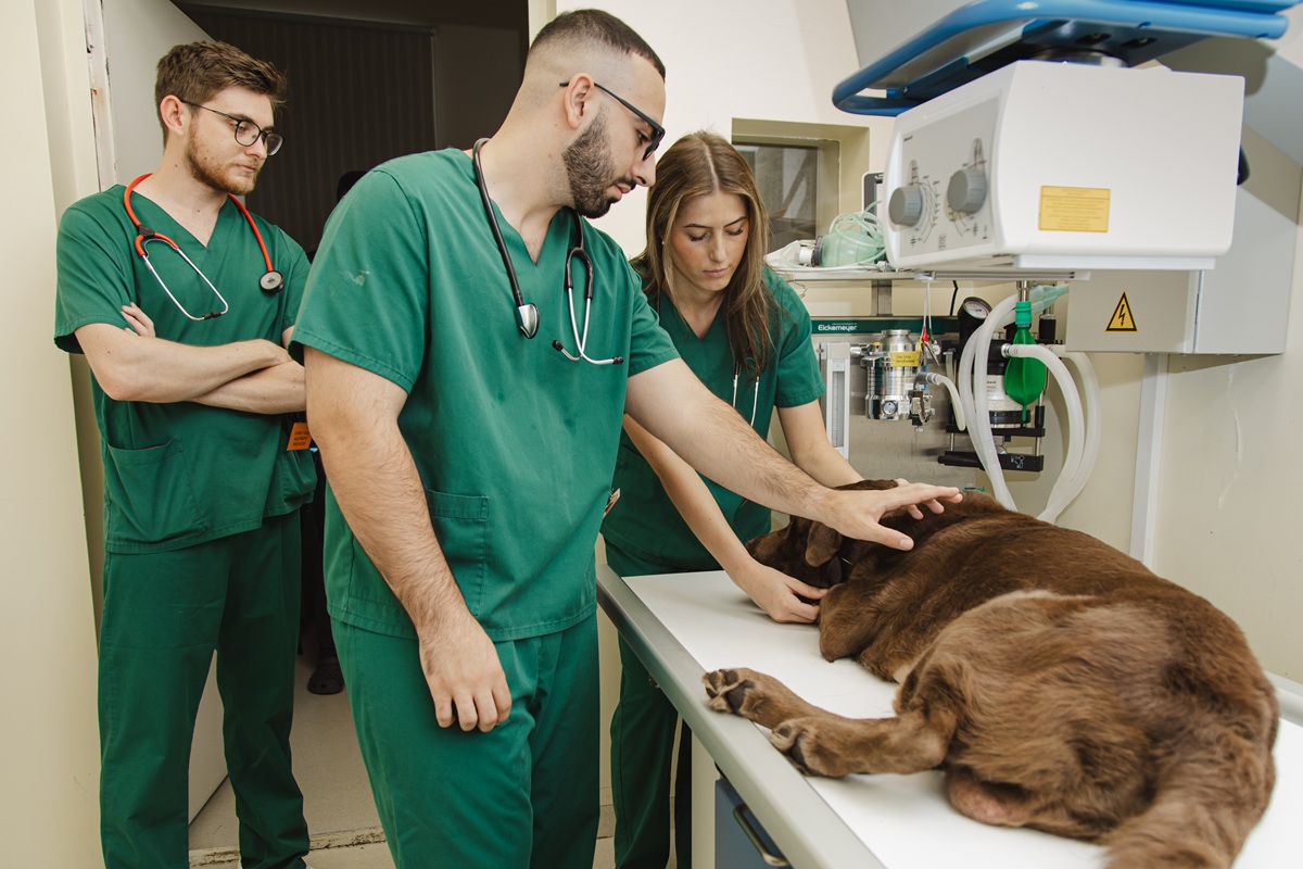 Veterinarinės medicinos studijos LSMU- Veterinarijos studijos