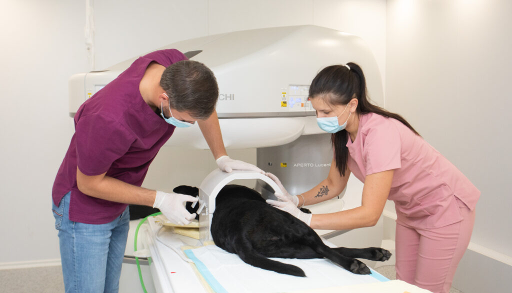 Veterinarinės medicinos studijos LSMU