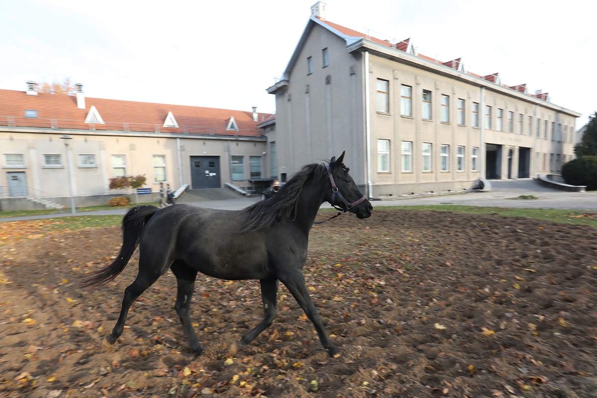 Žirgininkystės studijos - Gyvūno ir žmogaus sąveika LSMU