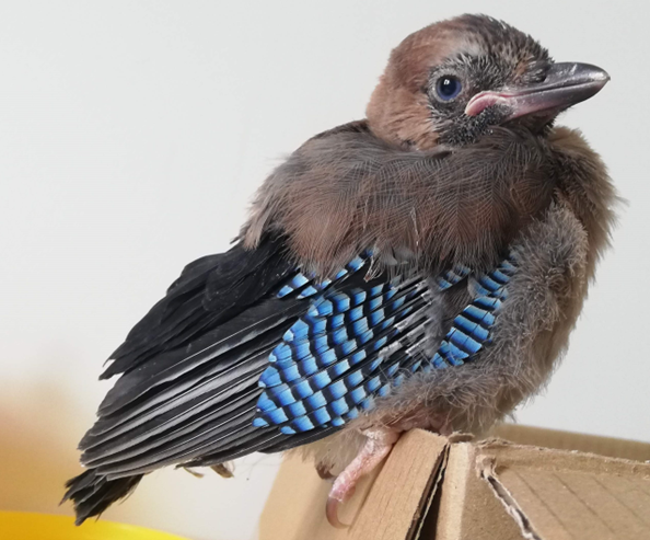 Laukinių gyvūnų globos centras - sužeistas paukštis